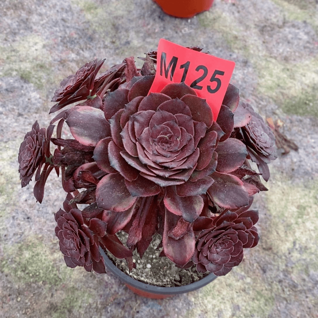 红陶20CM以下125烟花小手捧6