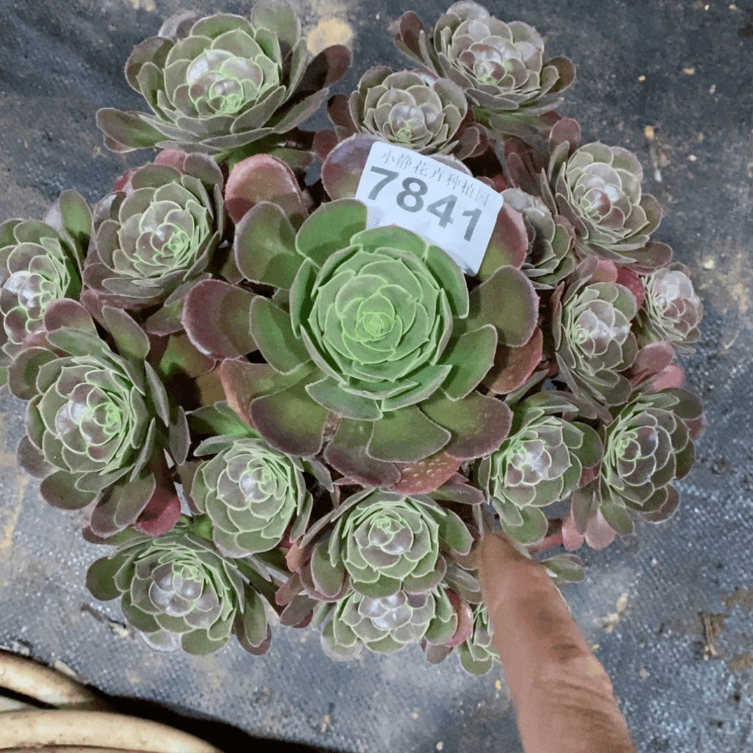 红陶20CM以下7841荷兰玫瑰5