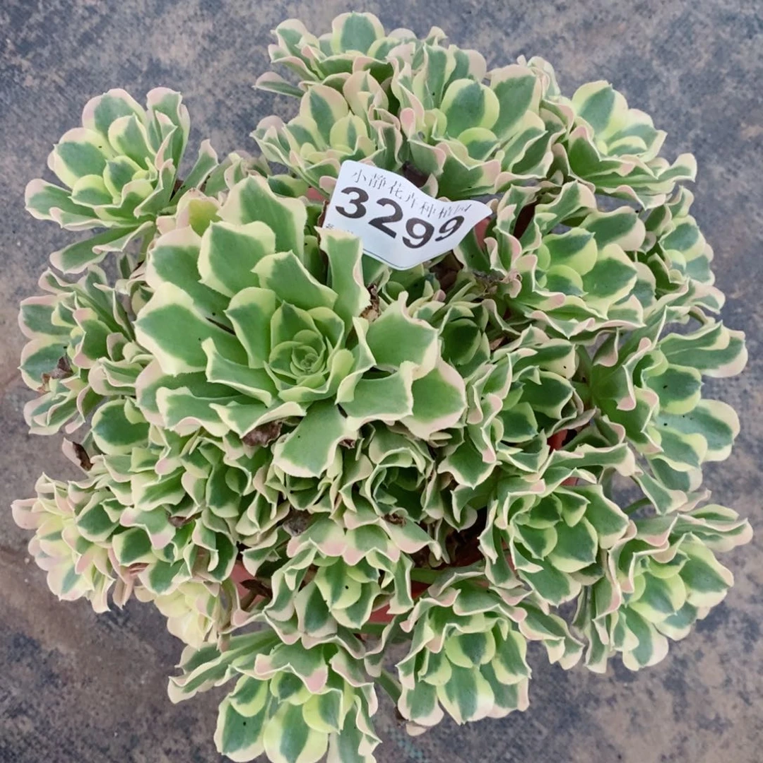 红陶20CM以下3299白风3