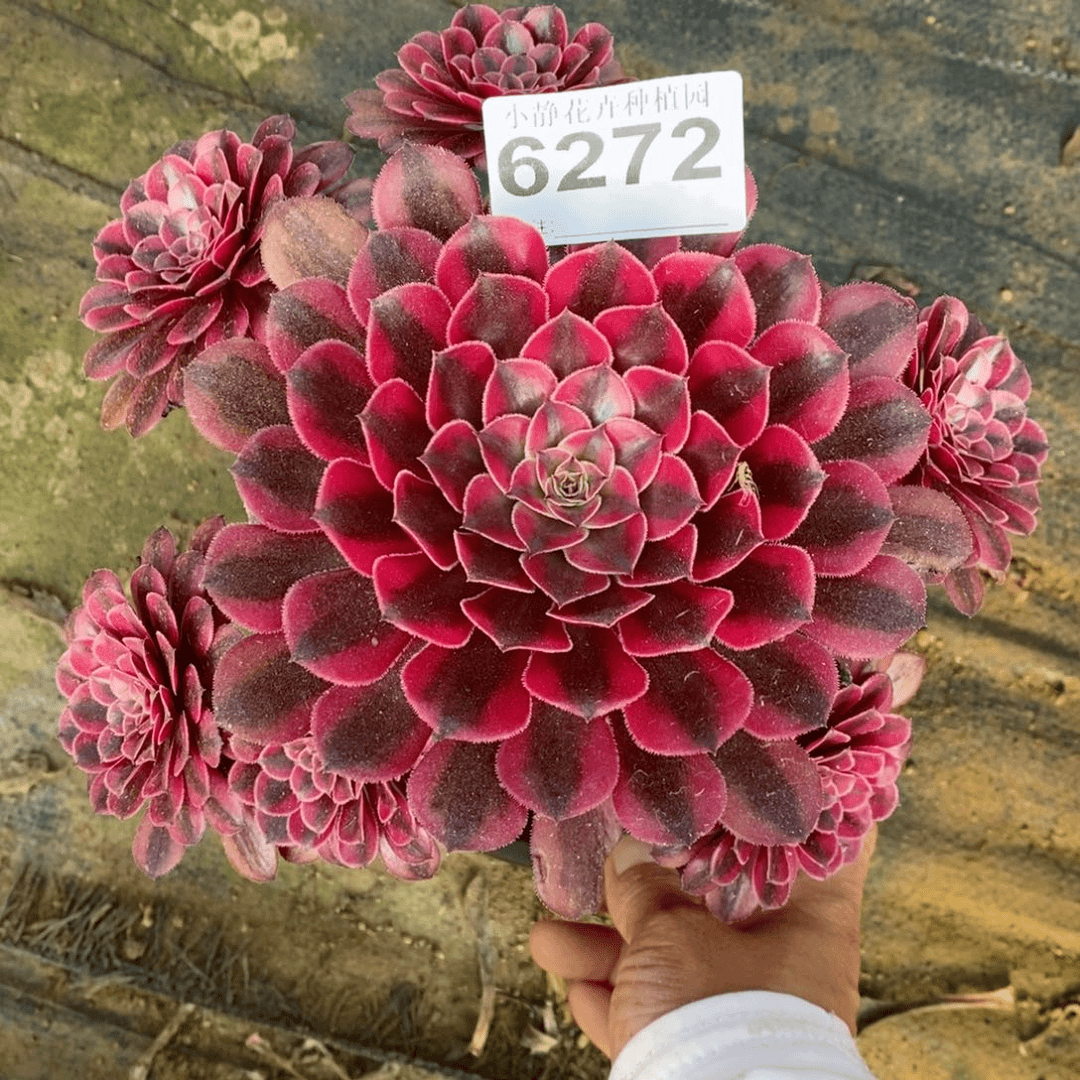 红陶20CM以下6272黑铜白5