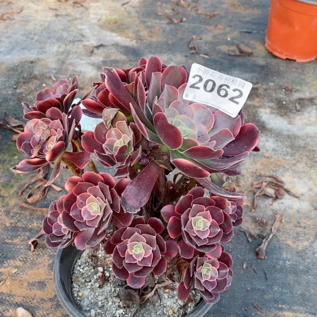 红陶20CM以下2062欧嘉莉5