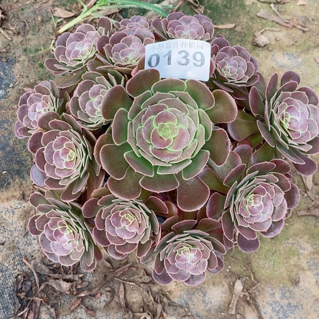 红陶20CM以下0139荷兰玫瑰5