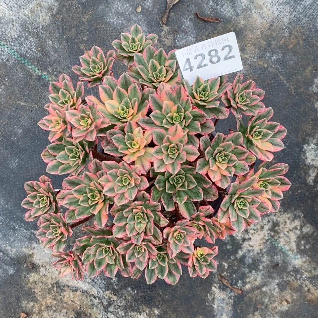 红陶20CM以下4282甜茶4