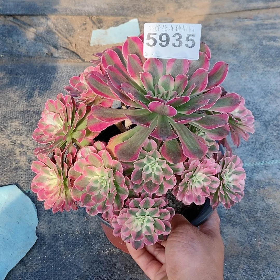 红陶20CM以下5935红铜白3