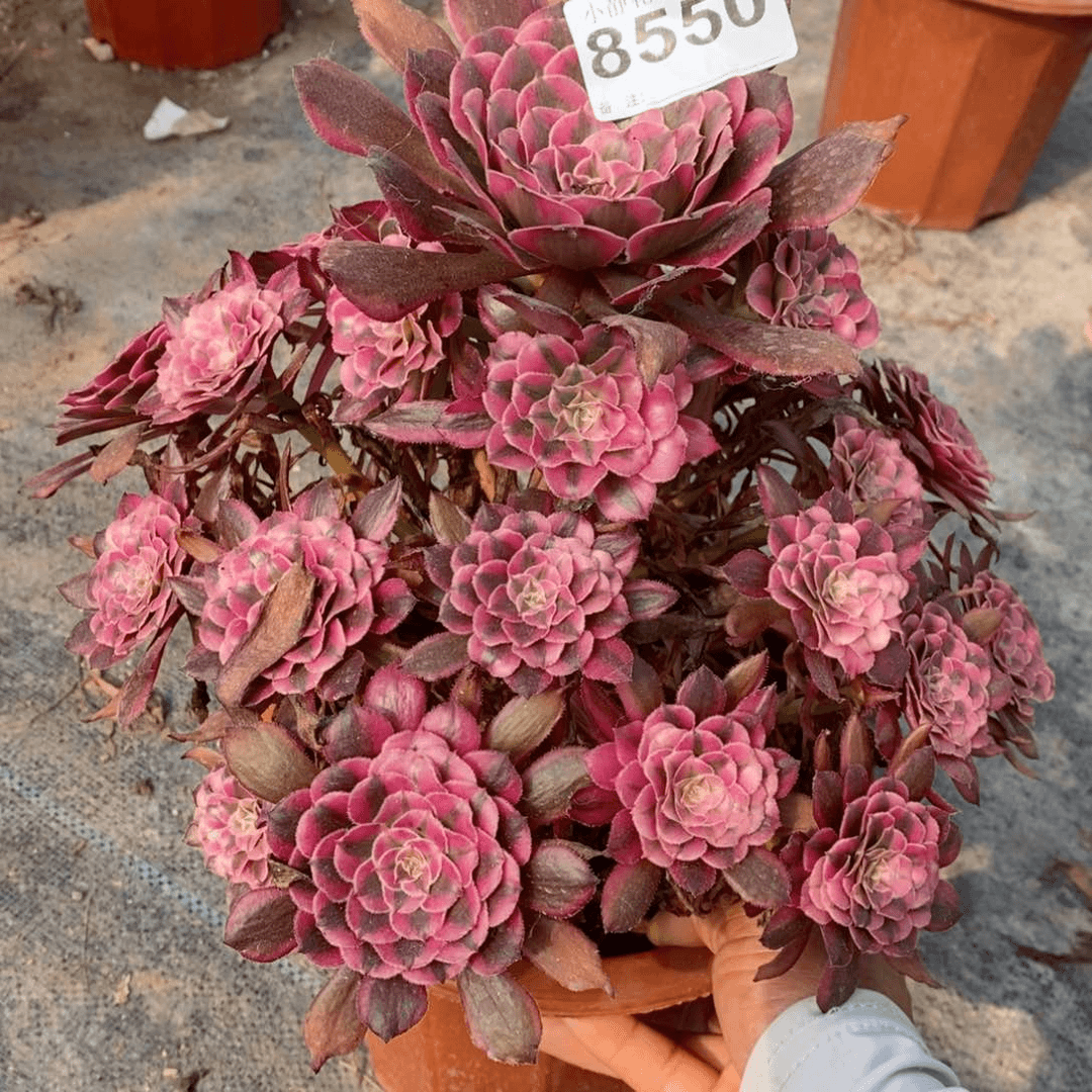 红陶20CM以下8550红铜白4