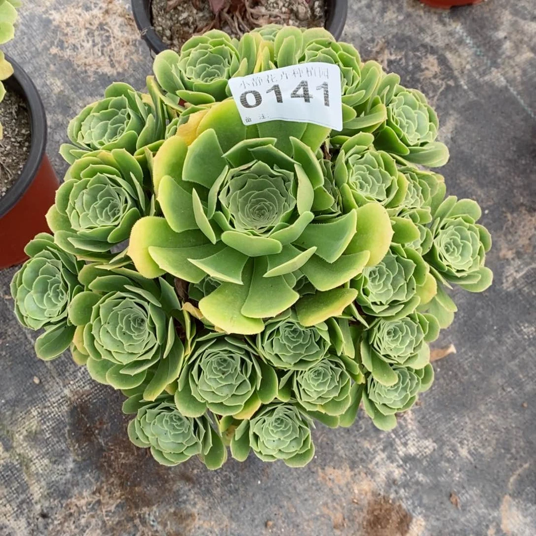红陶20CM以下0141绿羊绒5