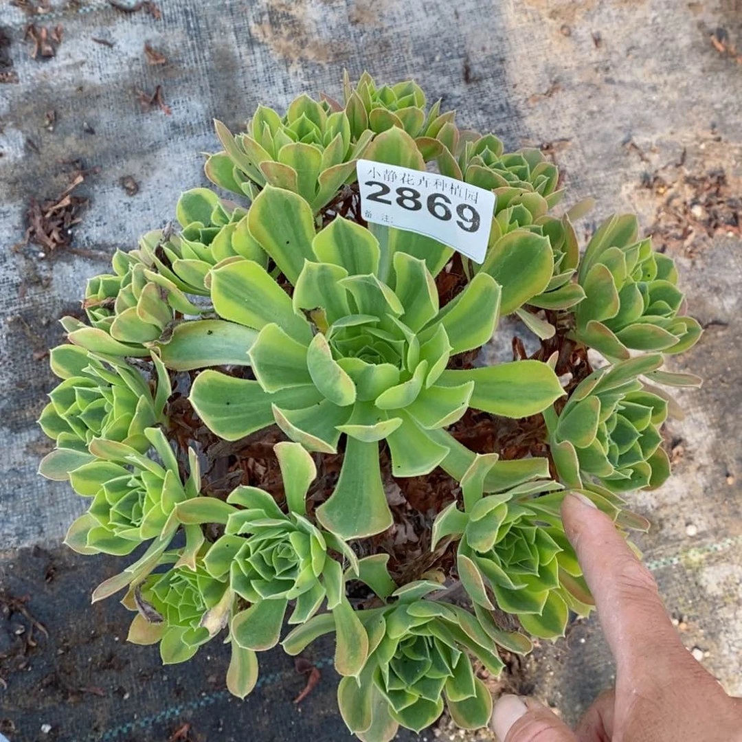 红陶20CM以下2869清萌5