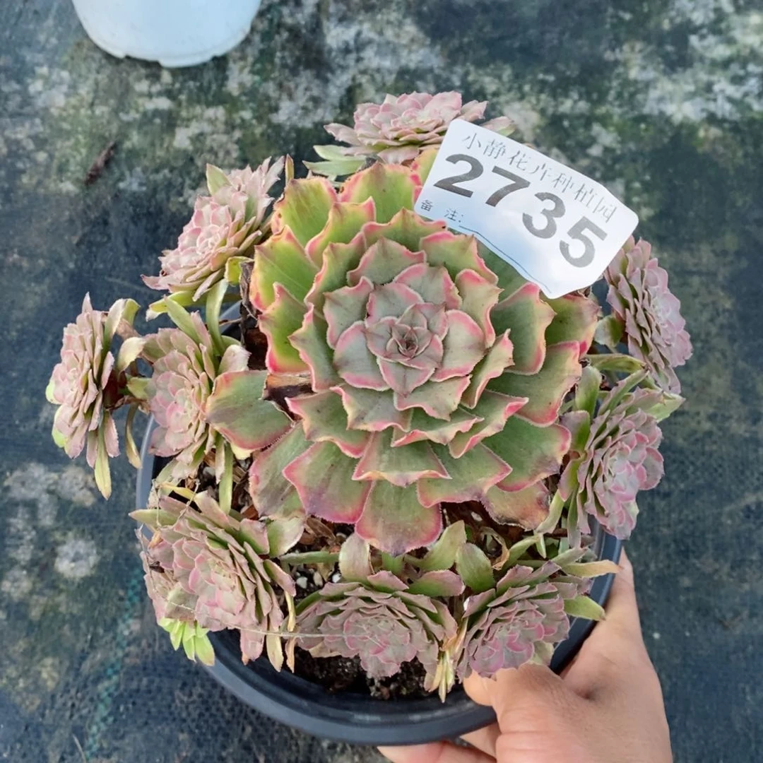 红陶20CM以下2735粉黛4