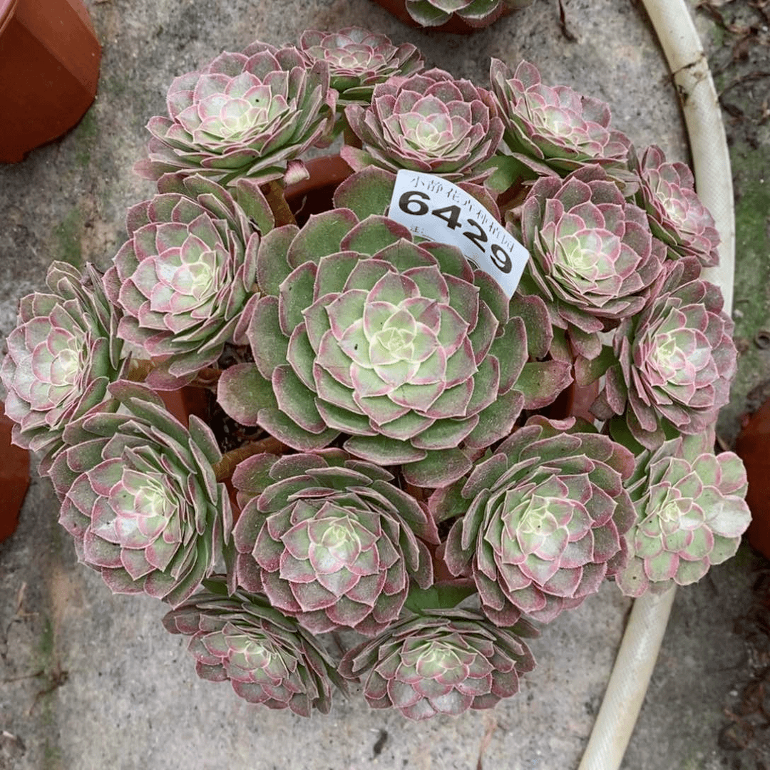 红陶20CM以下6429万花筒6