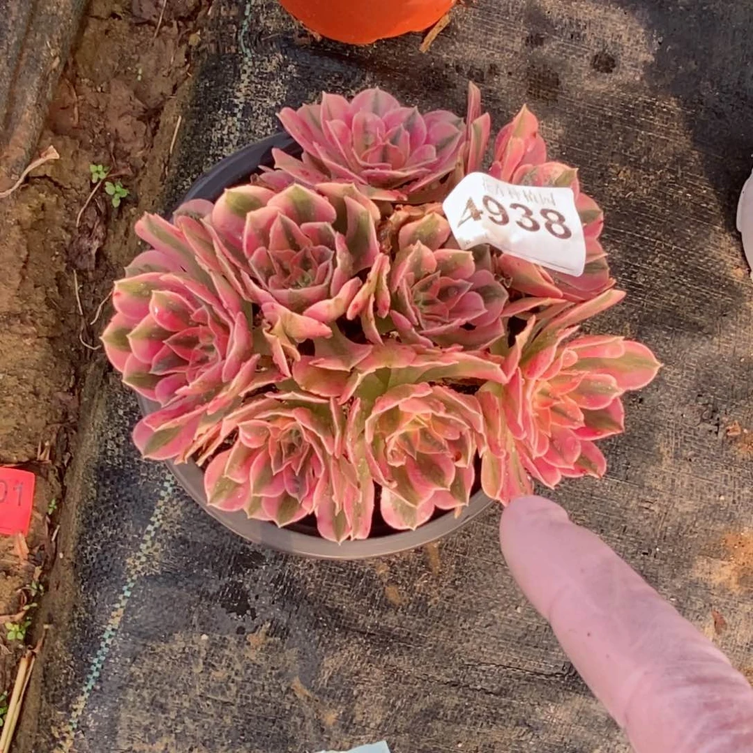 红陶20CM以下4938女巫小丛林5