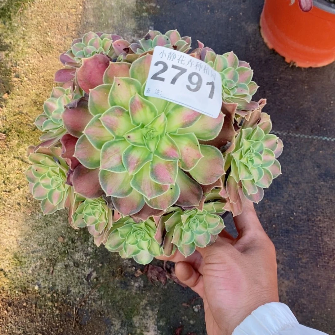 红陶20CM以下2791韶华5