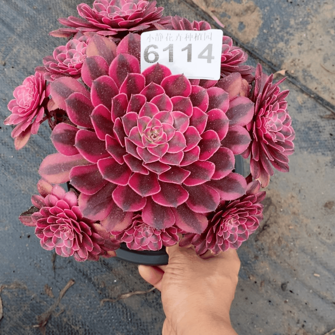 红陶20CM以下6114黑铜白5