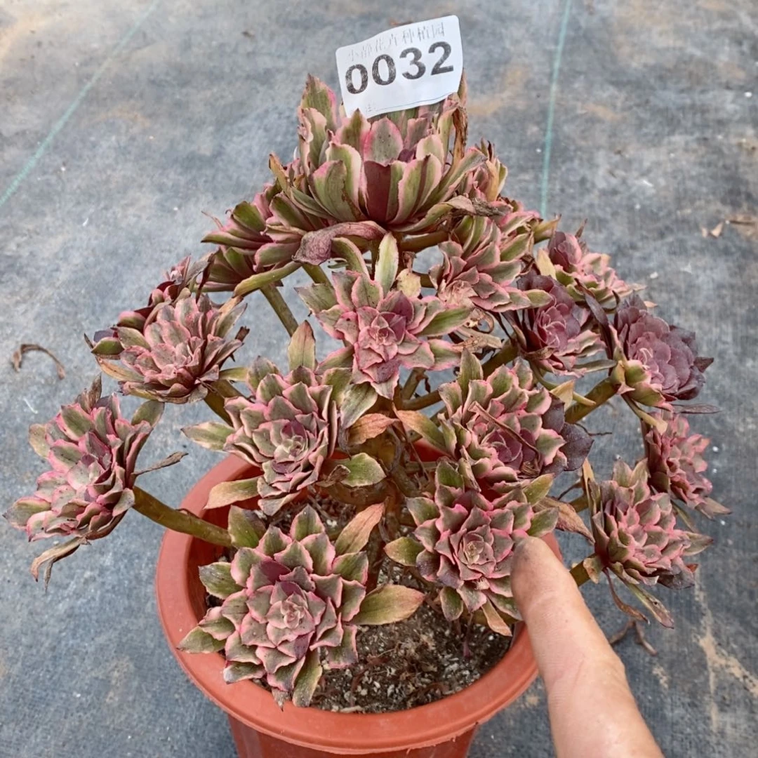 红陶20CM以下0032皱叶仙阴阳4