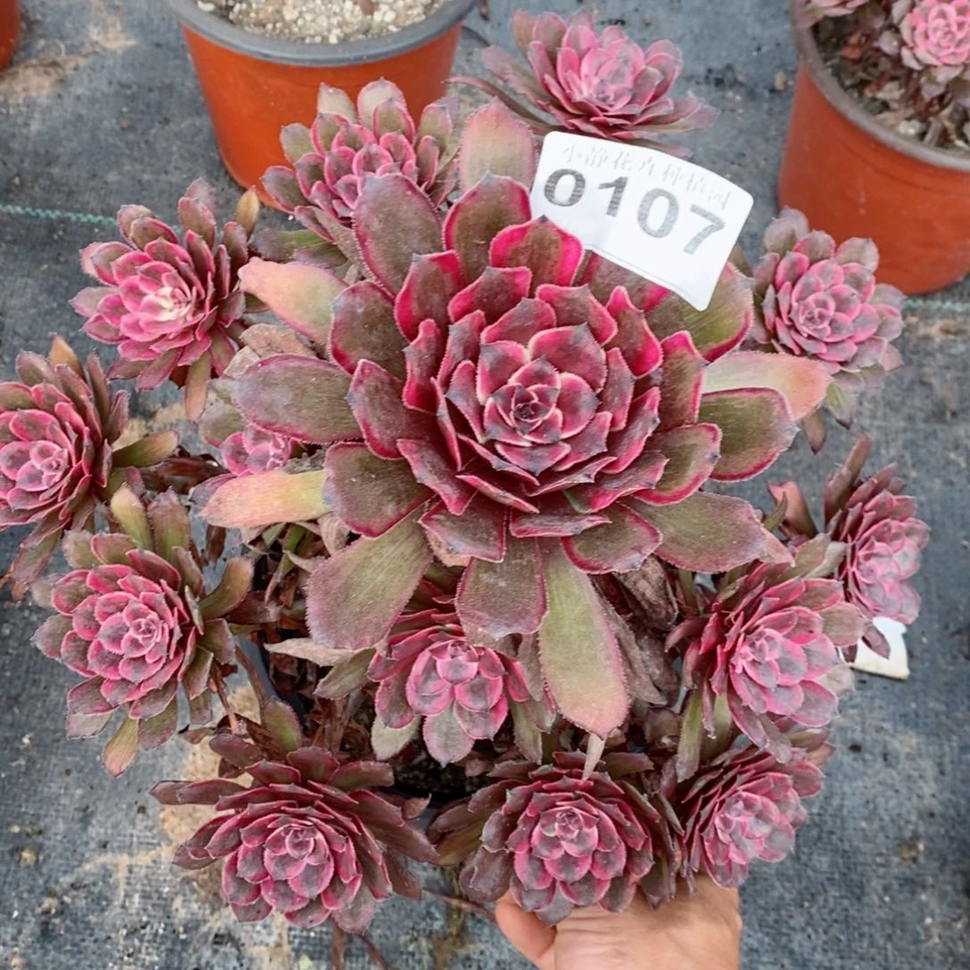 红陶20CM以下0107紫霞5