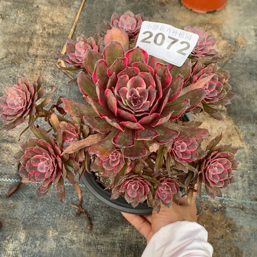 红陶20CM以下2072紫霞5