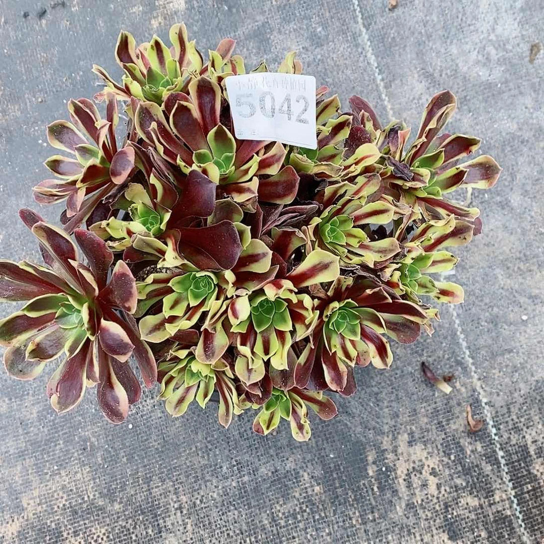 红陶5042欧嘉莉丛林3多肉