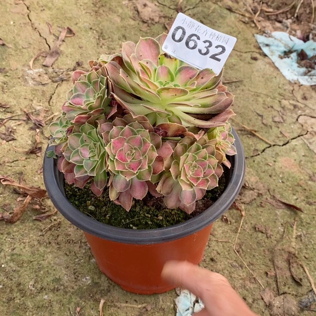 红陶20CM以下0632韶华5小的