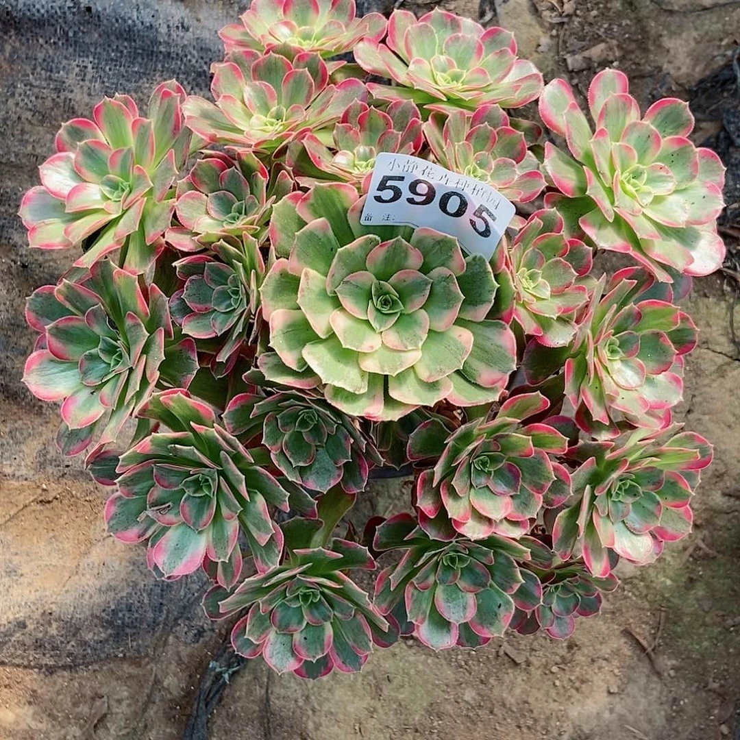 红陶20CM以下5905安娜5