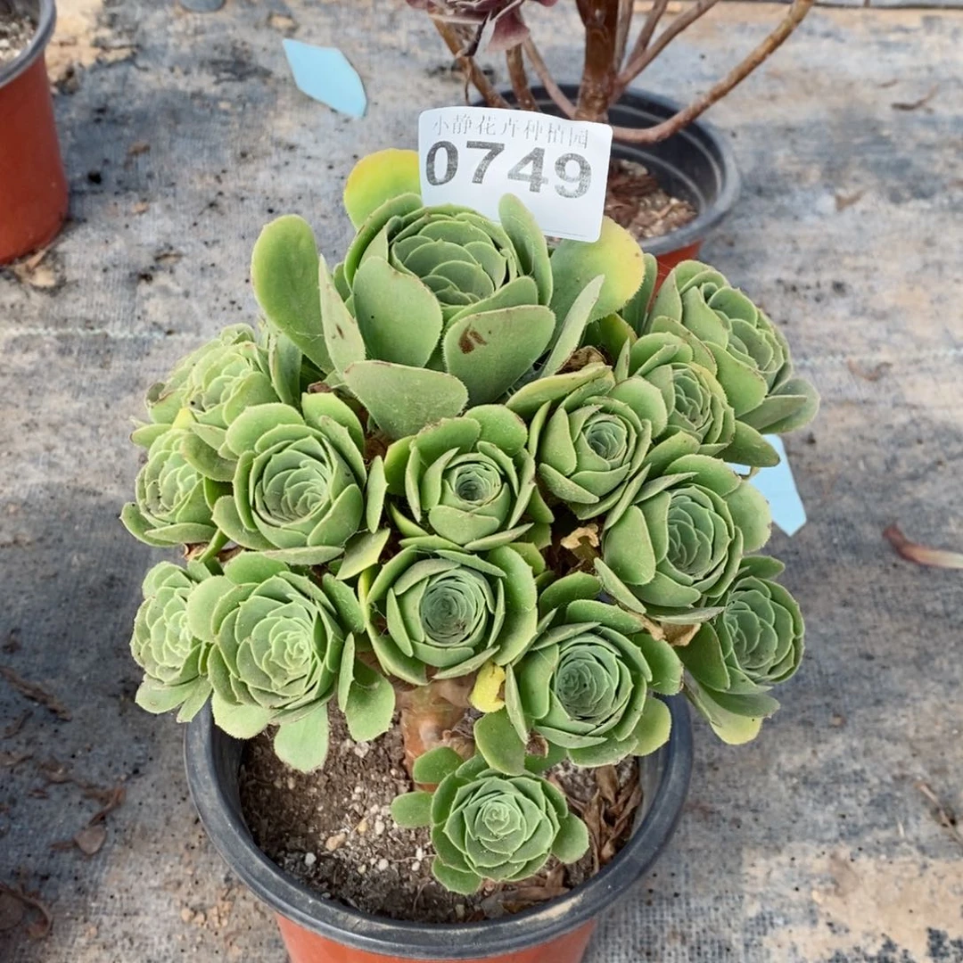红陶20CM以下0749绿羊绒3