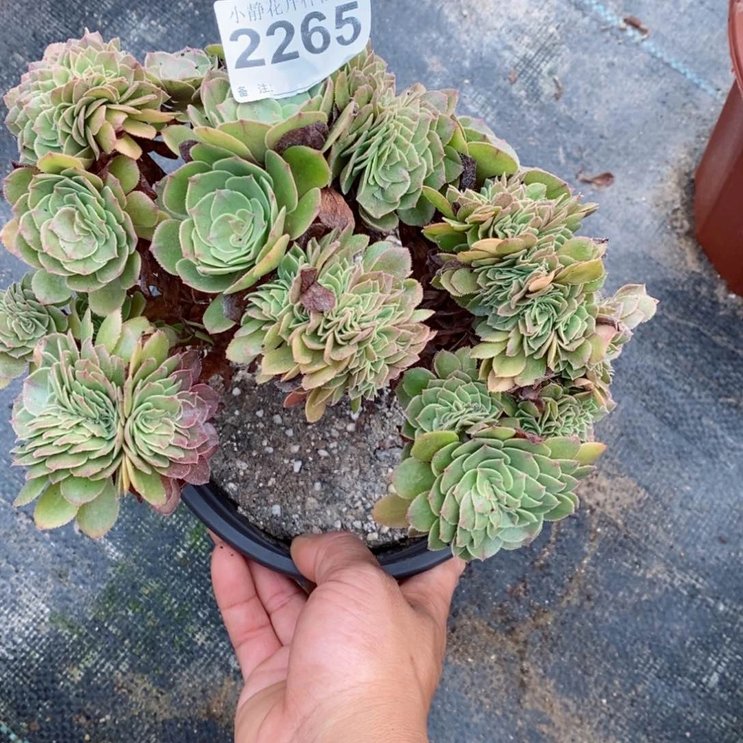 红陶20CM以下2265万缀5