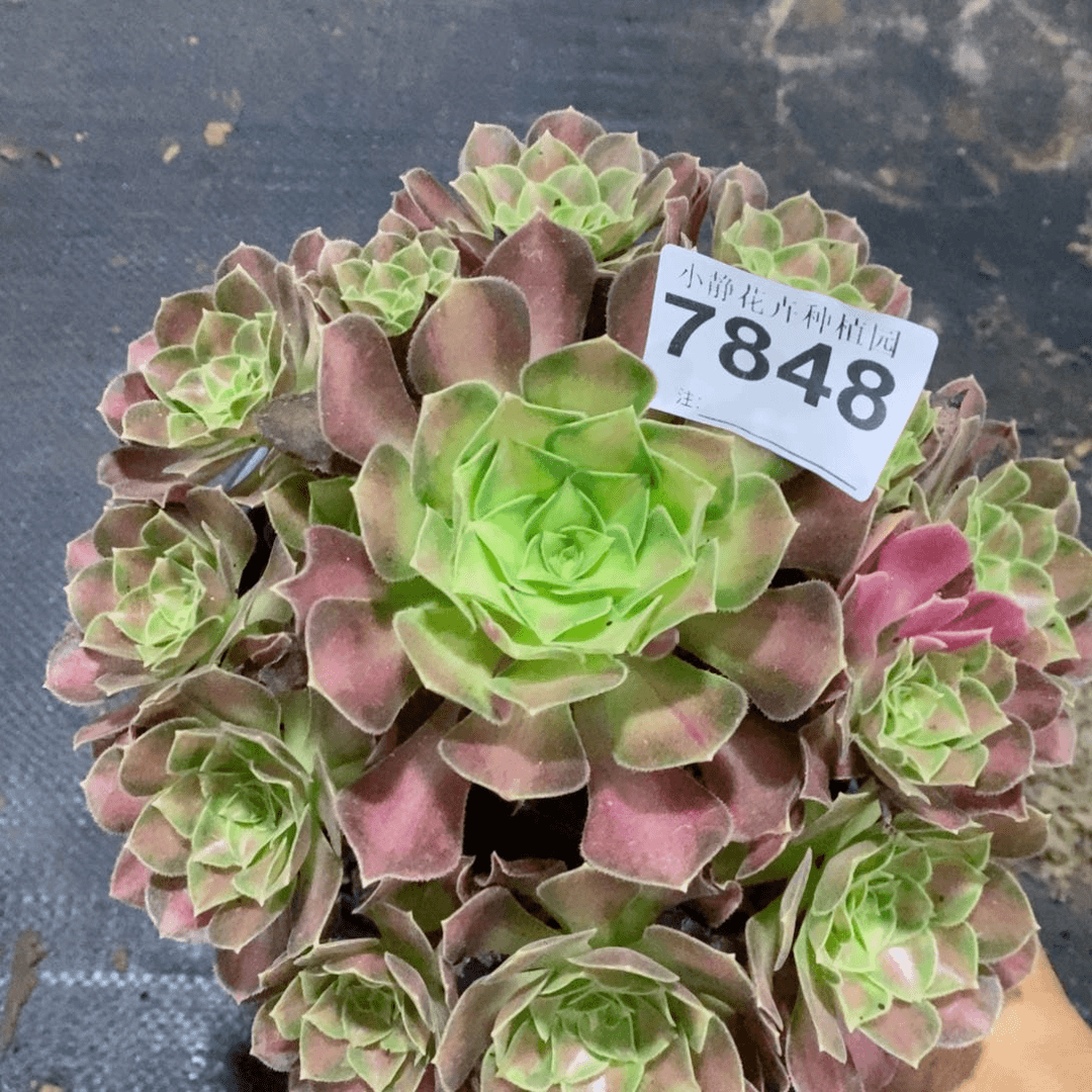 红陶20CM以下7848韶华阴阳5