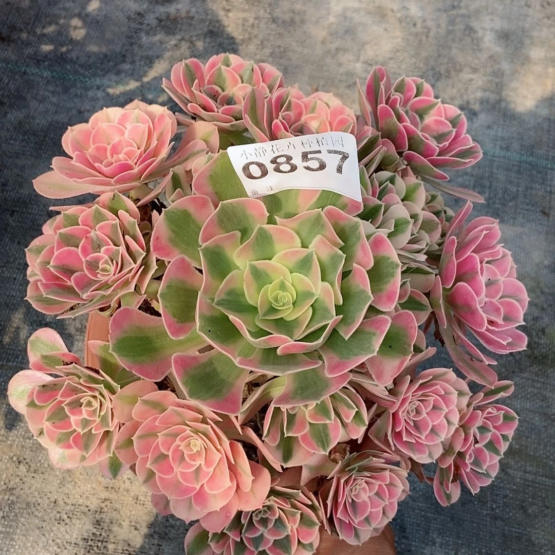 红陶20CM以下0857女巫4