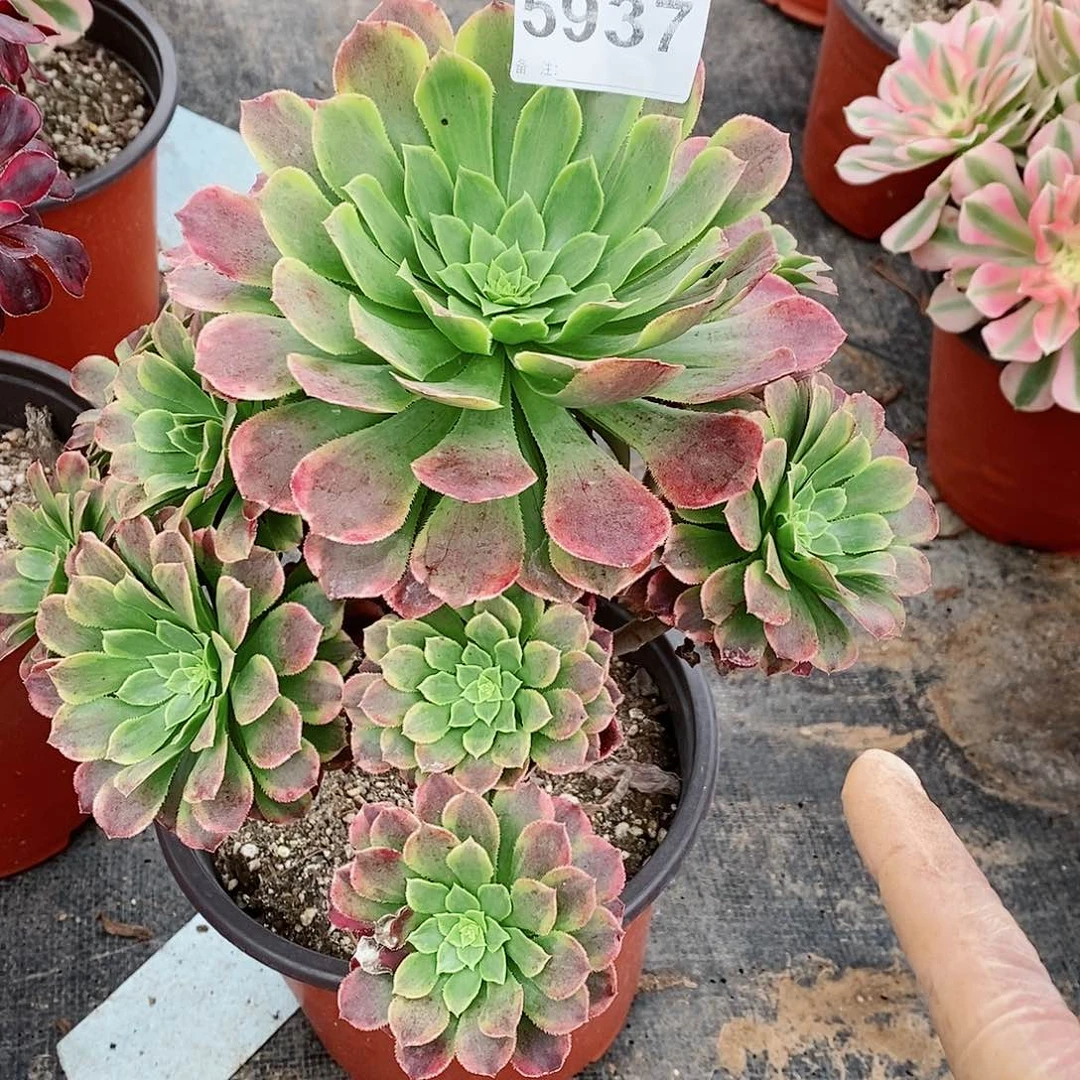 红陶5937朝霞5多肉