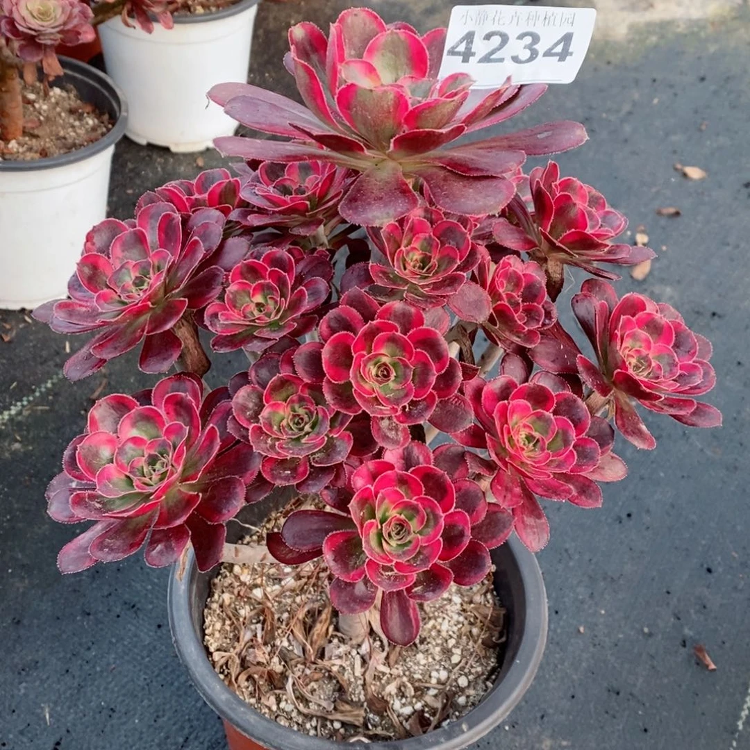 红陶20CM以下4234丽娜3