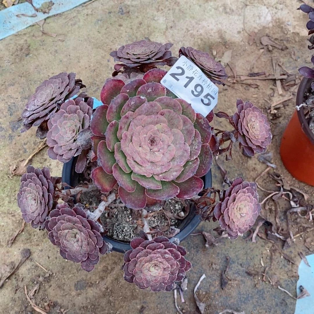 红陶20CM以下2195黑金5