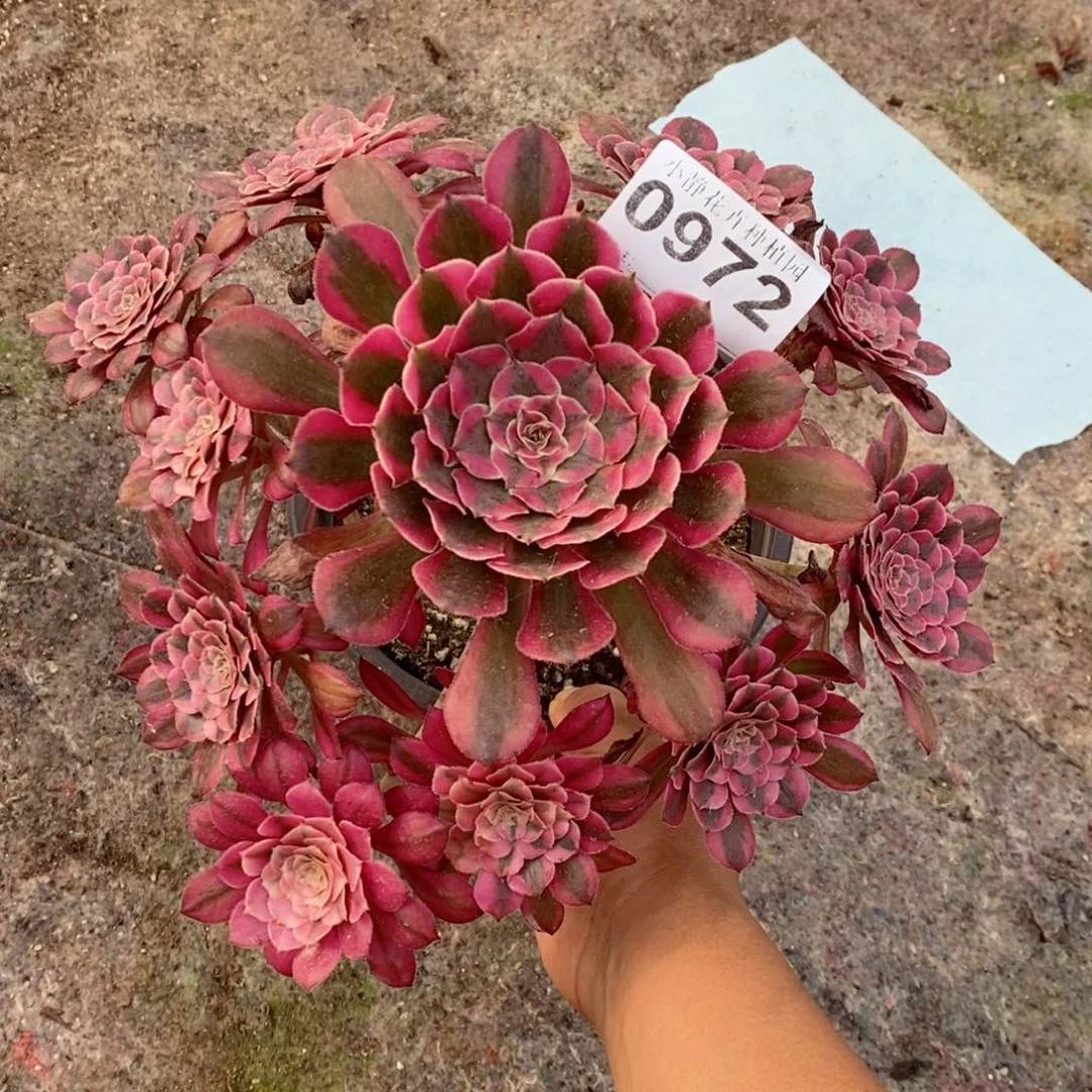 红陶20CM以下0972红铜白6