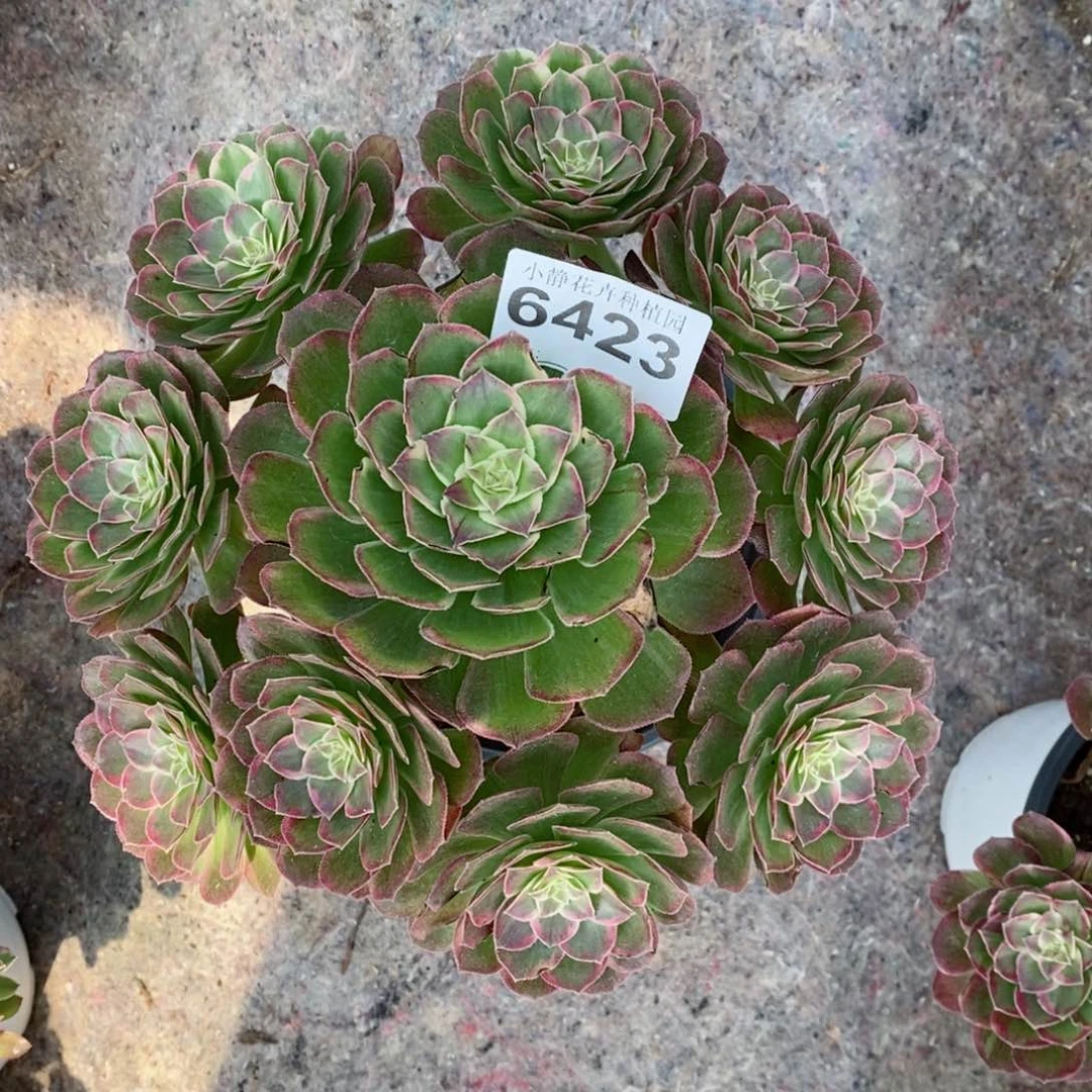 红陶20CM以下醉*6423万花筒6