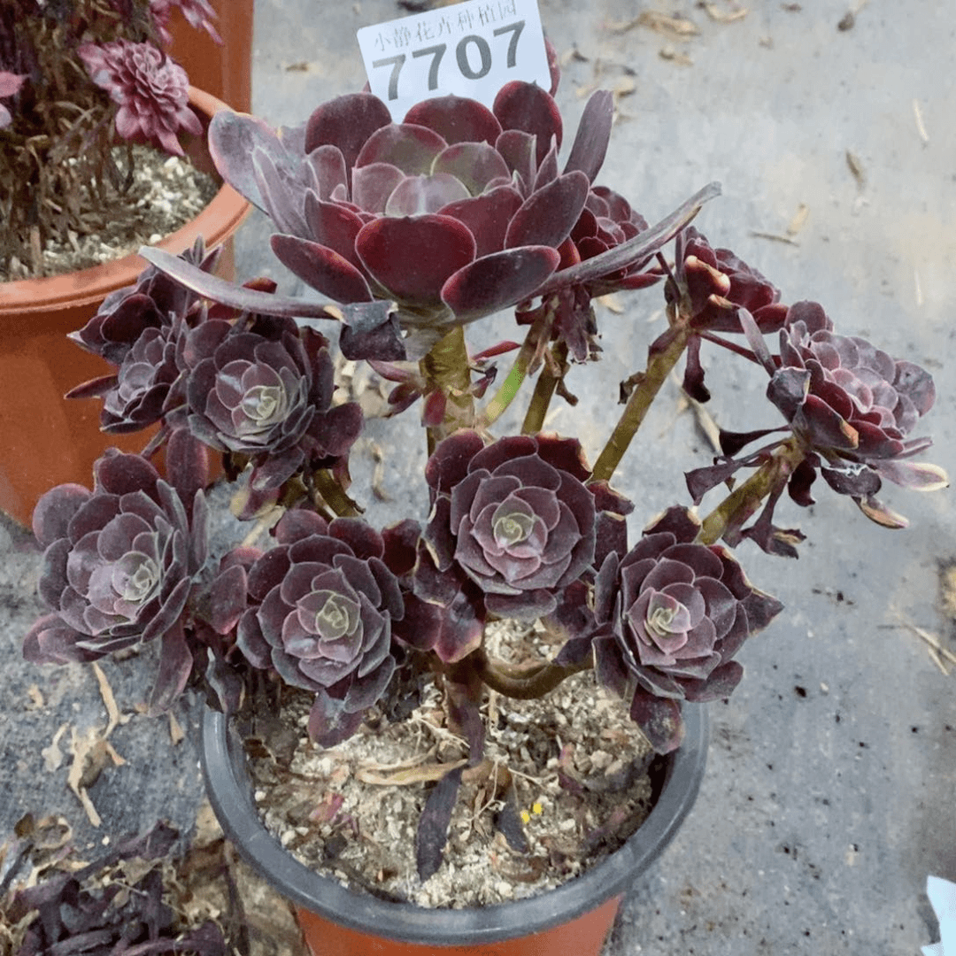 红陶20CM以下7707欧嘉莉3
