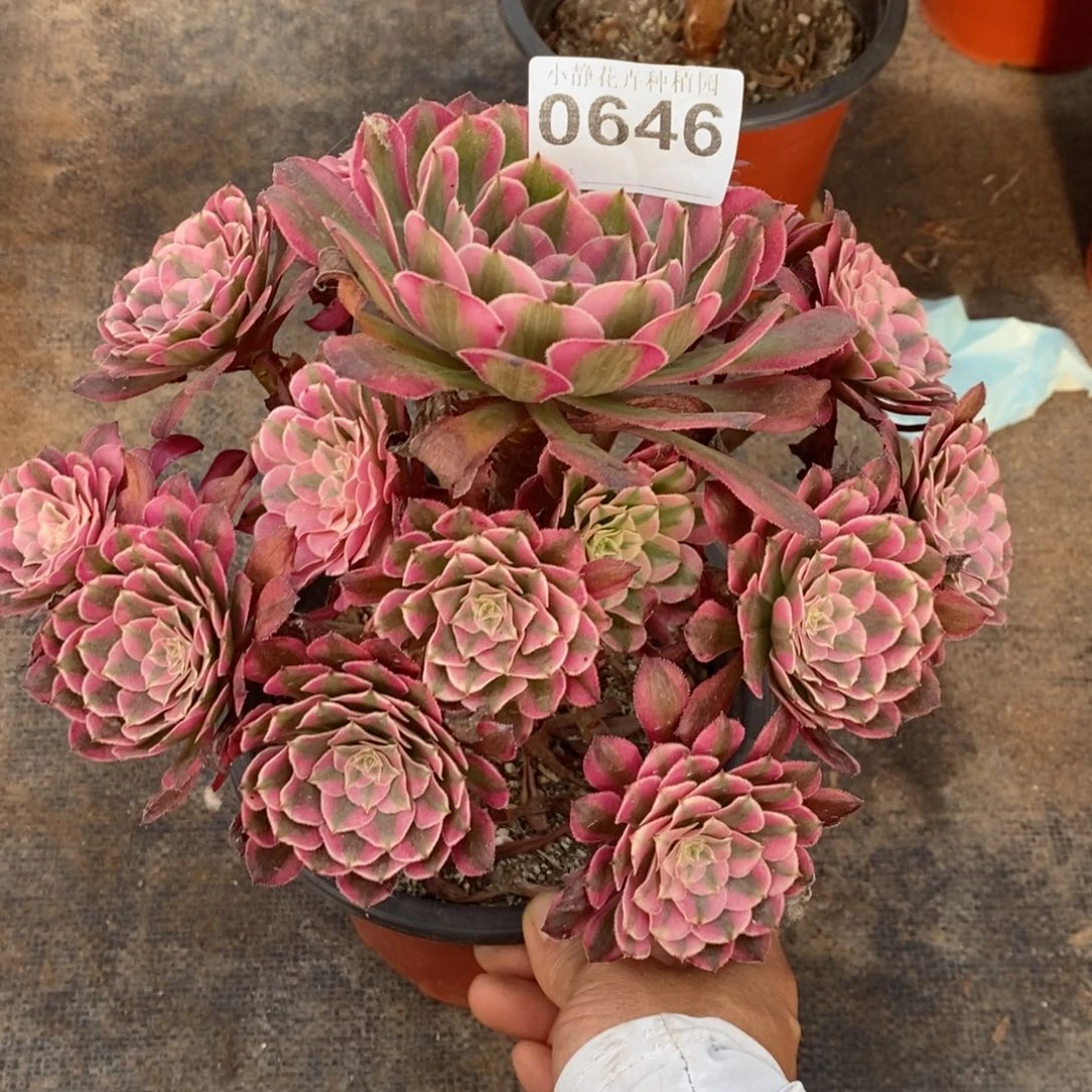 红陶20CM以下0646红铜白3