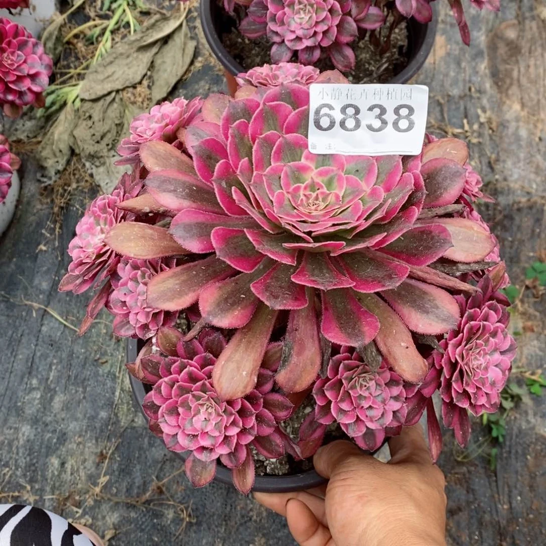 红陶20CM以下6838红铜白6