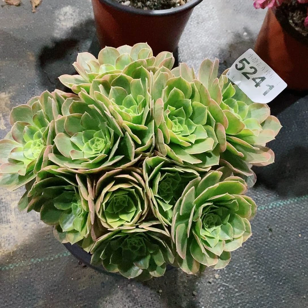 红陶5241奶白3多肉丛林