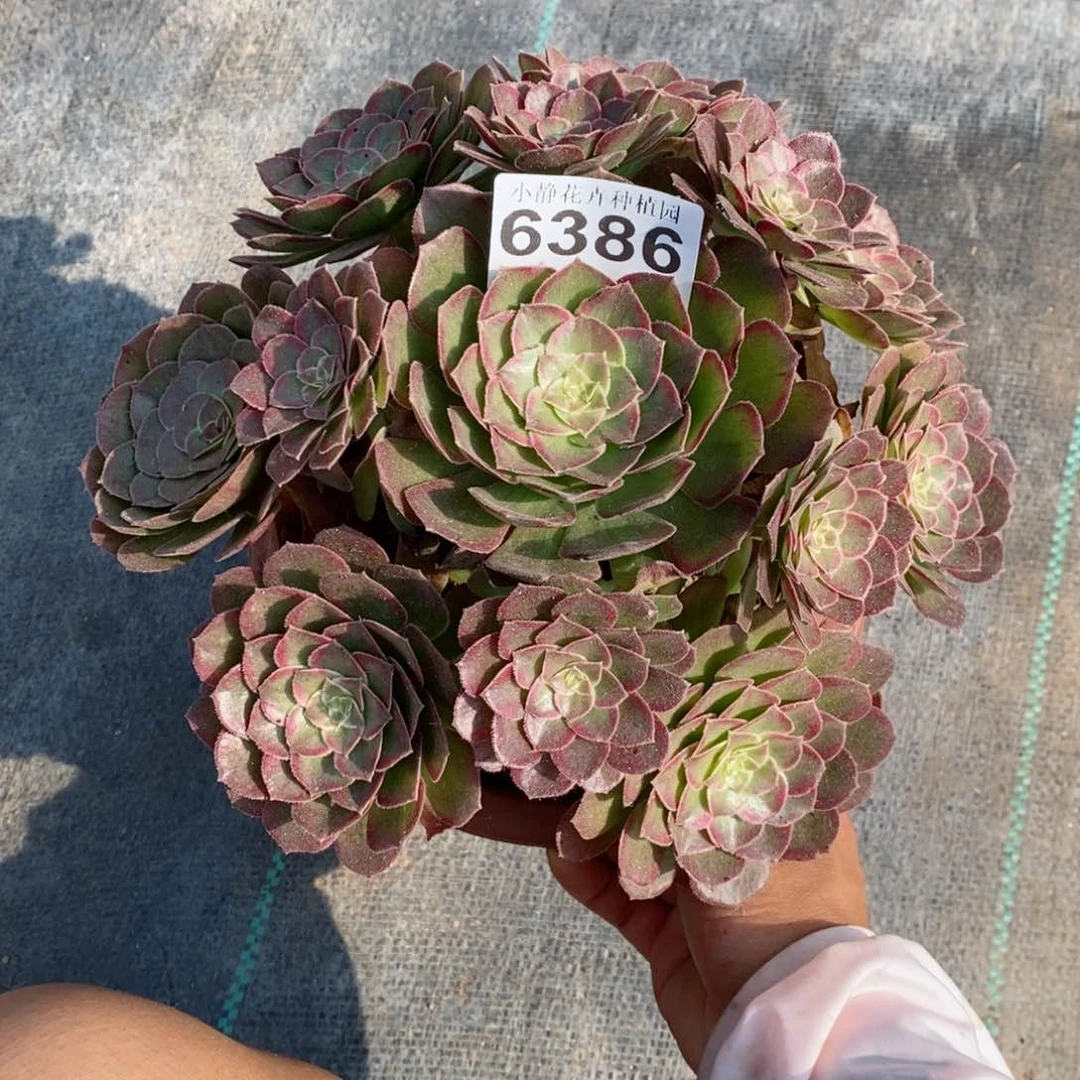 红陶20CM以下女**花6386万花筒6