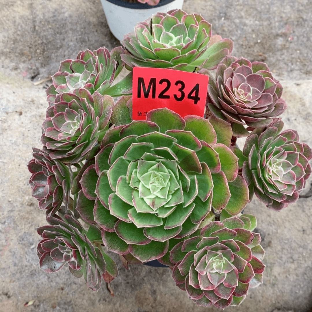 红陶20CM以下234万花筒带抹茶6