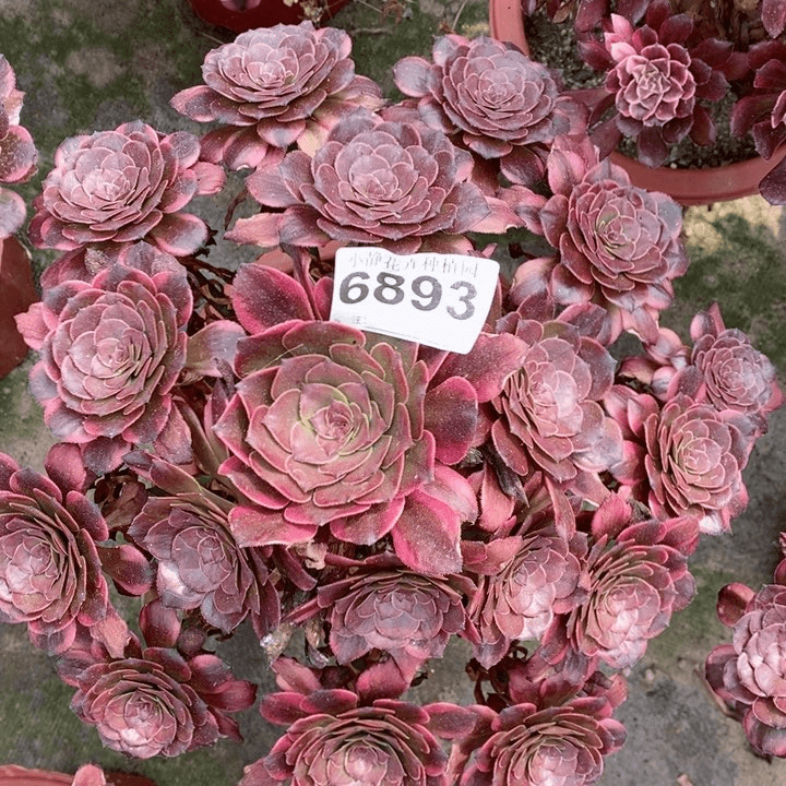 红陶20CM以下6893烟花4