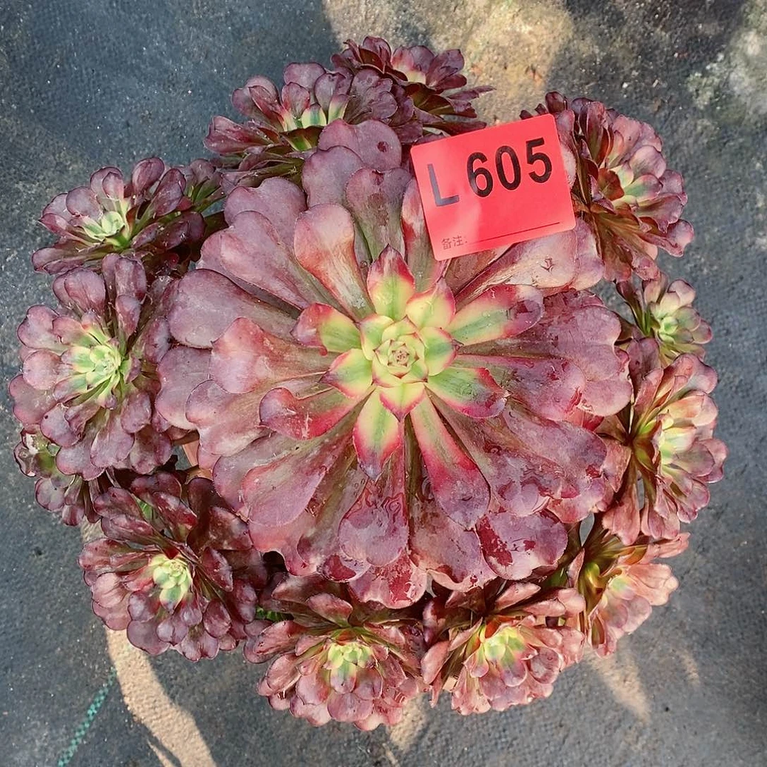 红陶20CM以下605美姬4