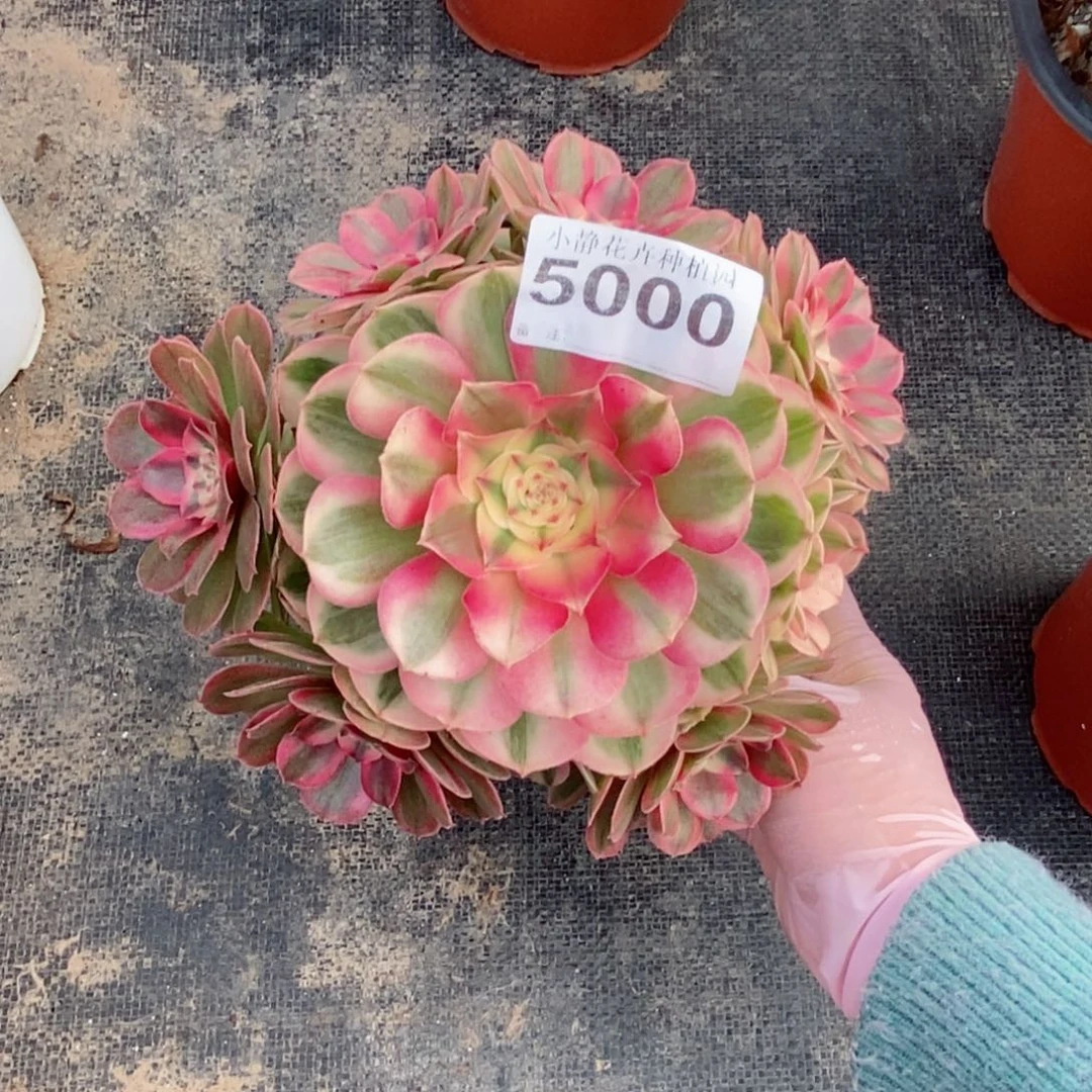 红陶20CM以下5000倾城3冠服15