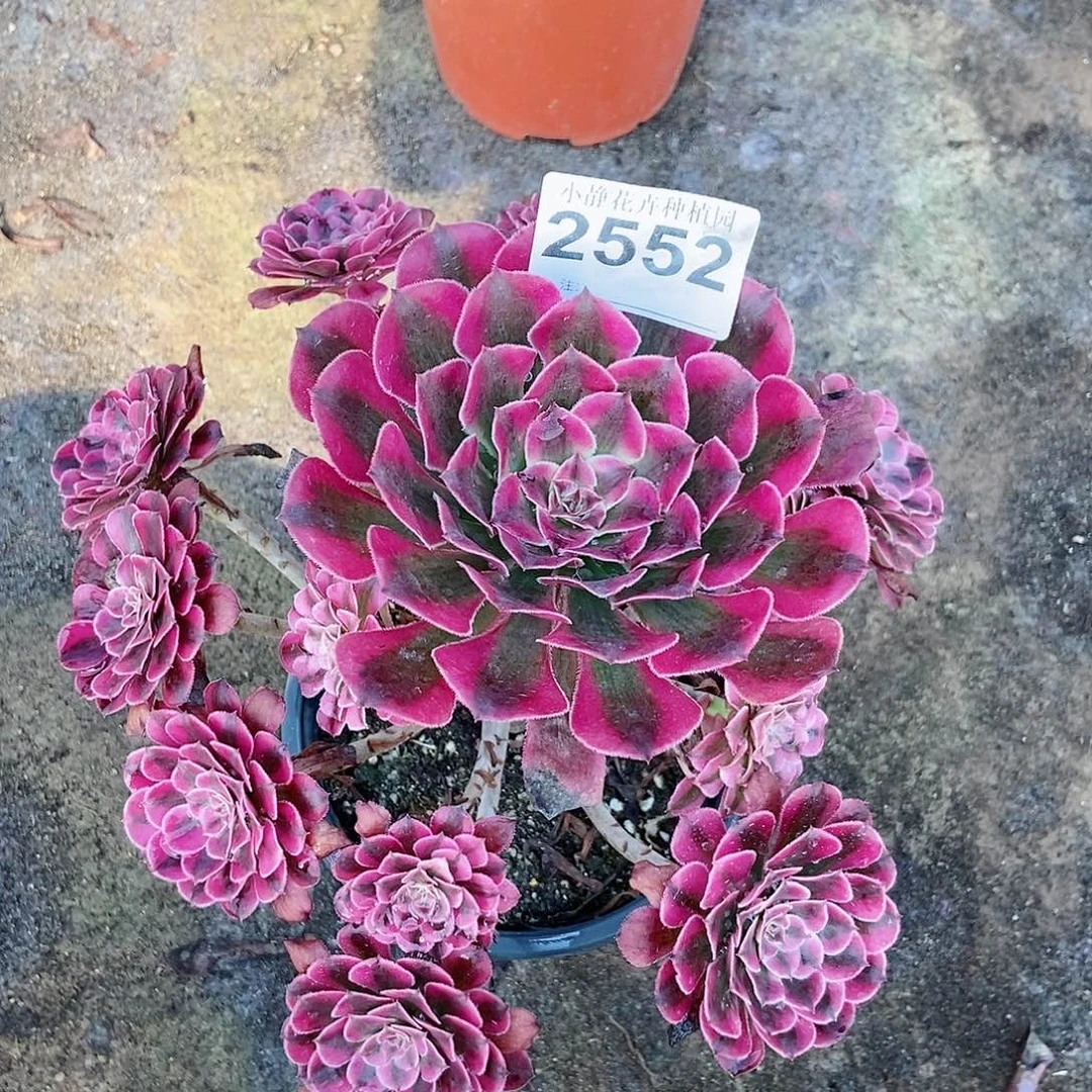 红陶20CM以下2552红铜白6