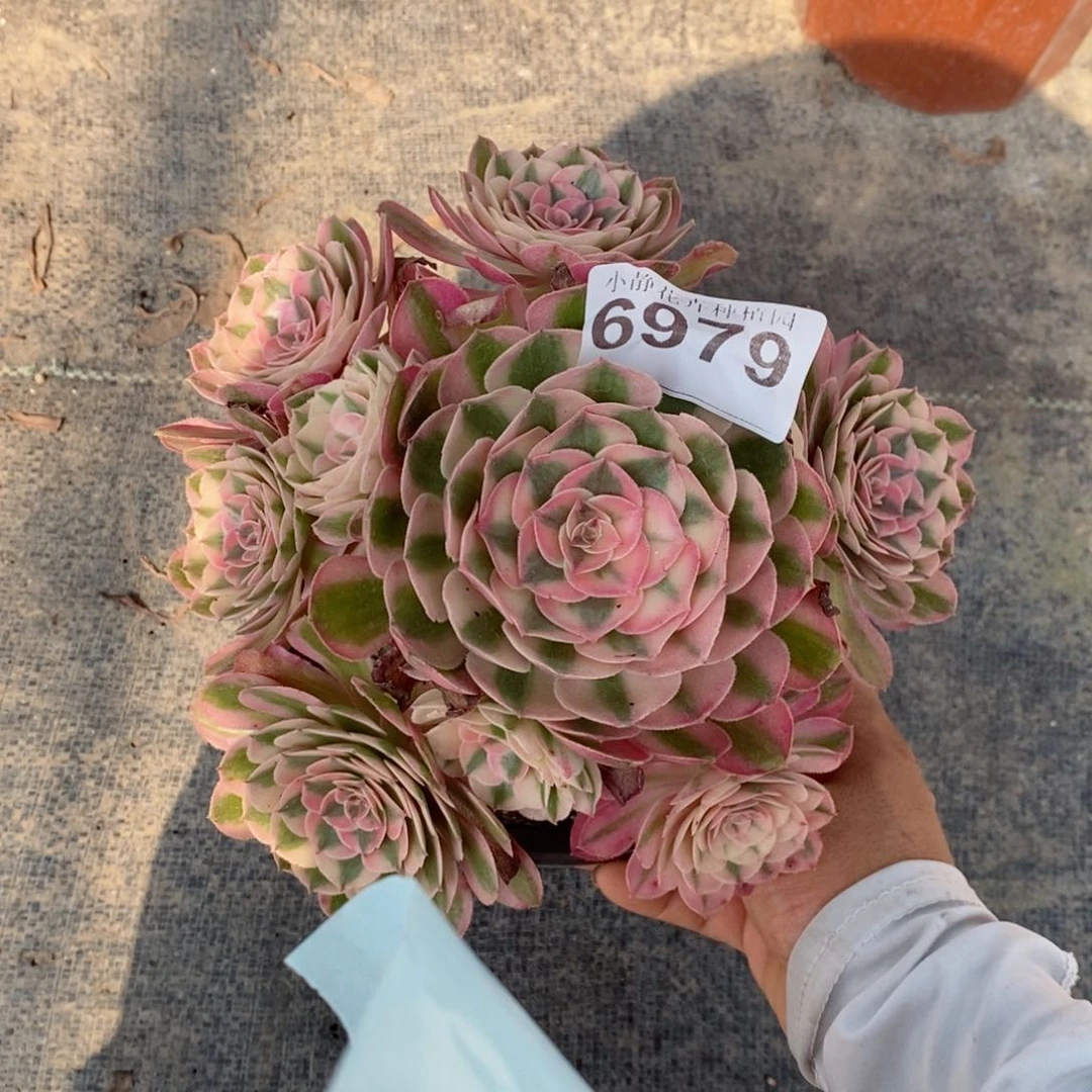 红陶20CM以下 6979倾城3