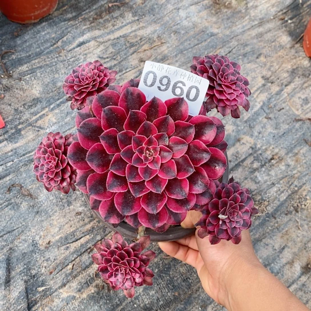 红陶20CM以下0960黑铜白6