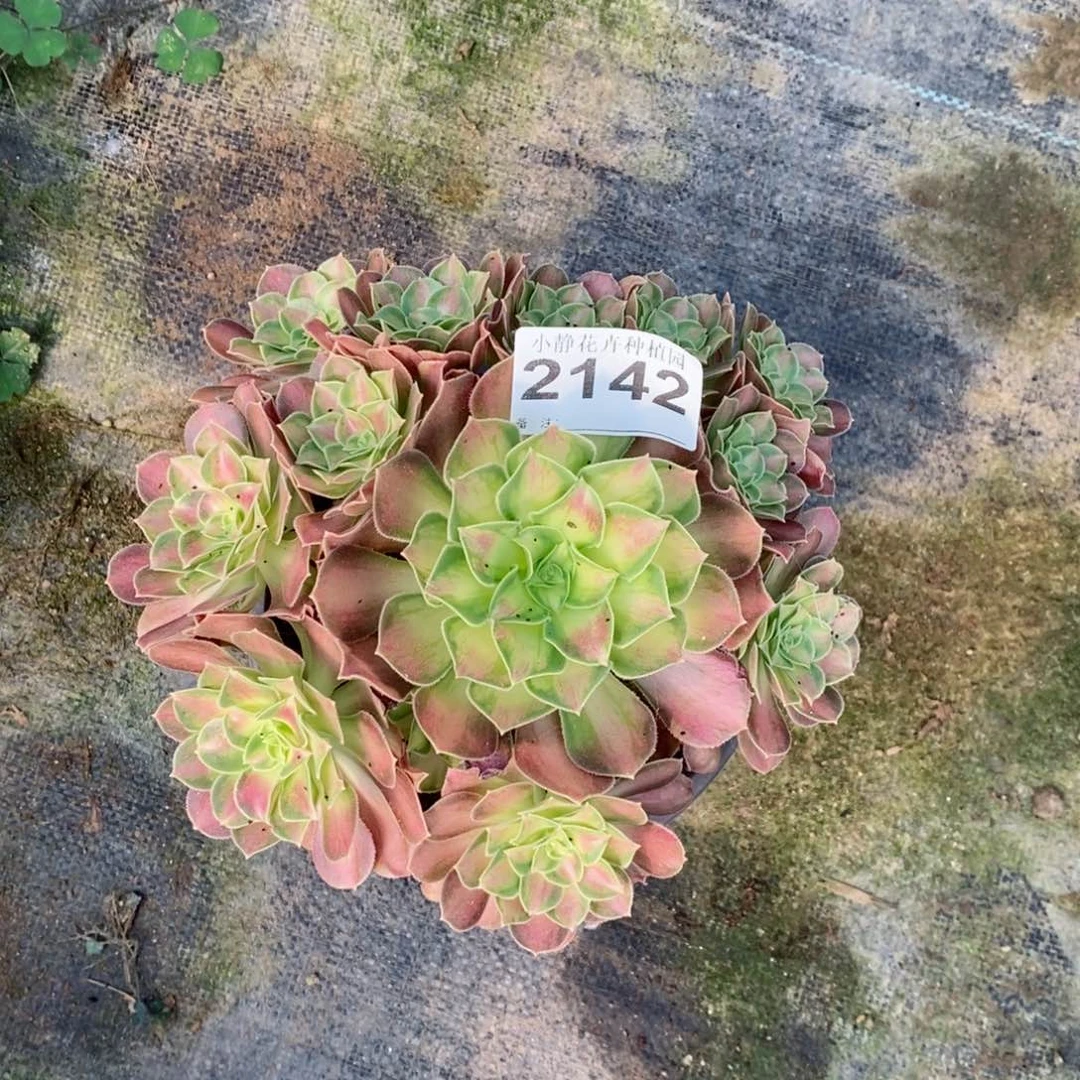 红陶20CM以下2142韶华5