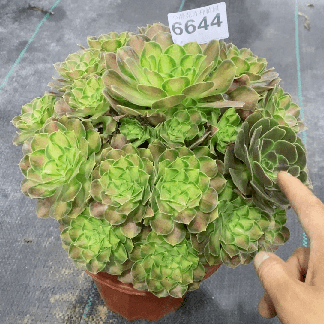 红陶20CM以下6644韶华6