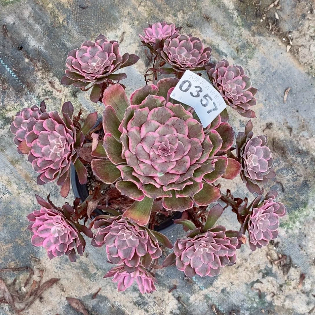 红陶20CM以下0357水墨阴阳5