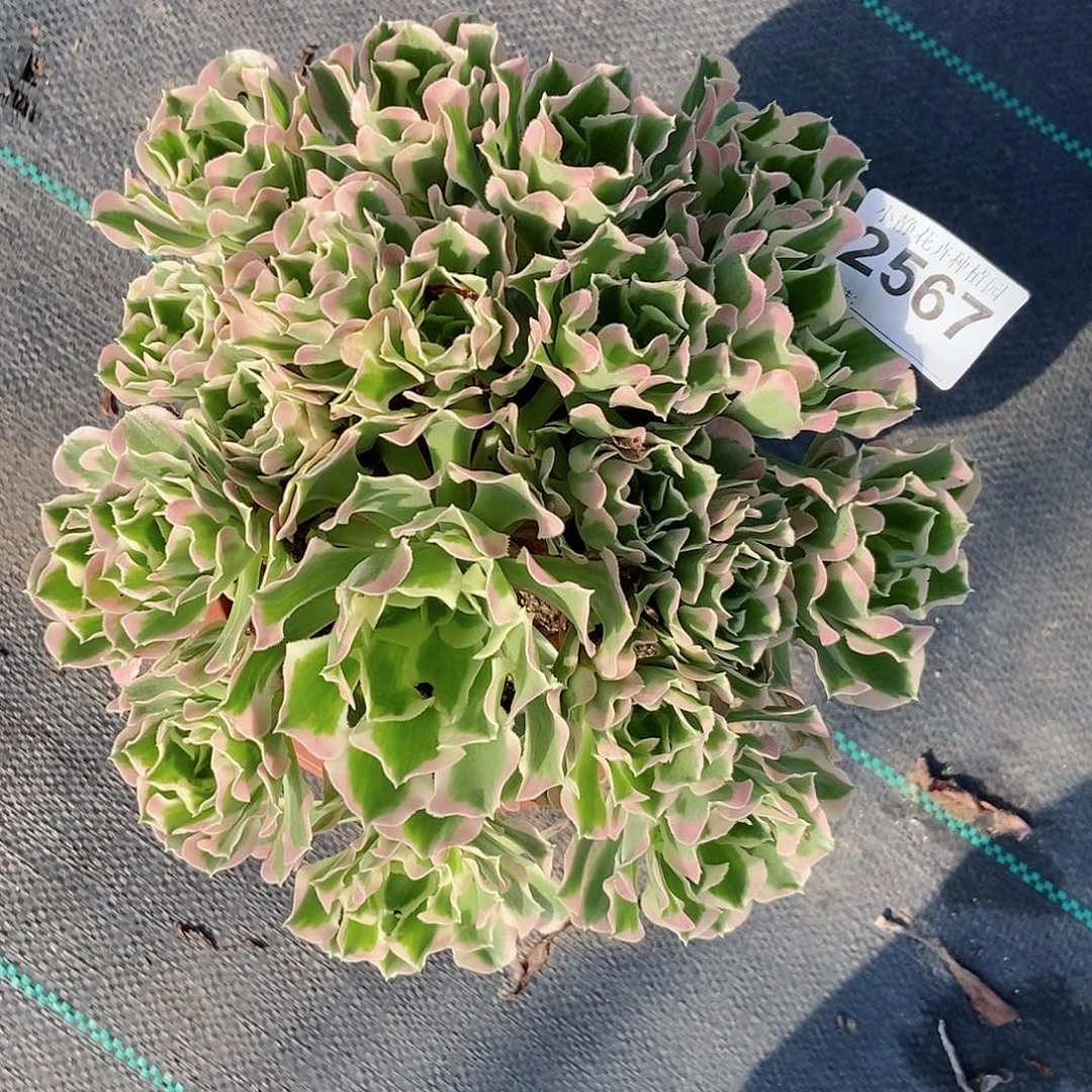 红陶20CM以下2567白风6