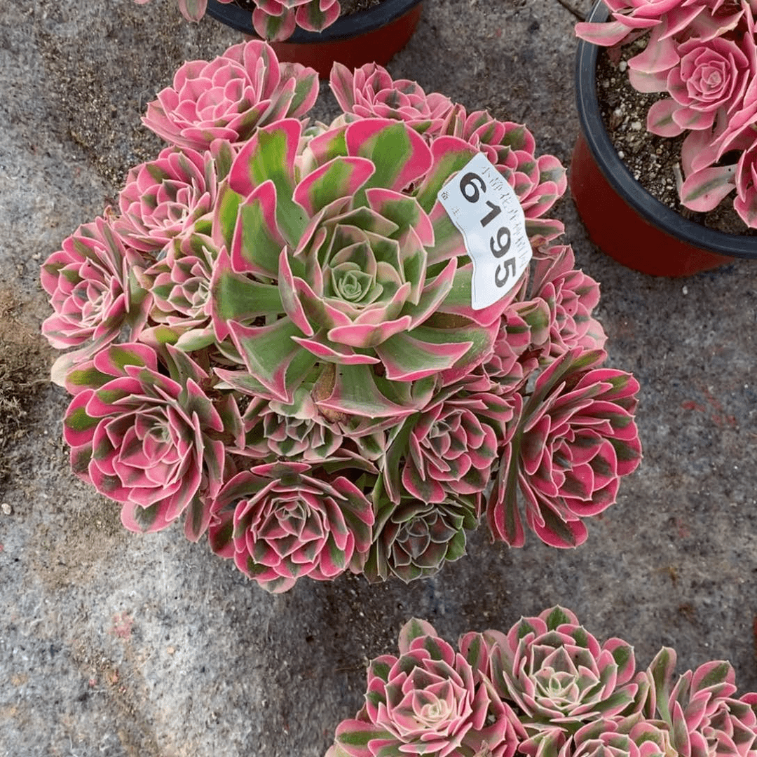 红陶20CM以下花**巷6195女巫阴阳6