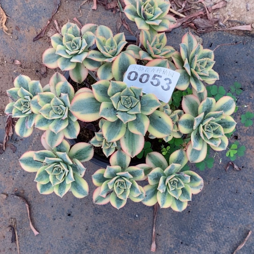 红陶20CM以下0053星爆5