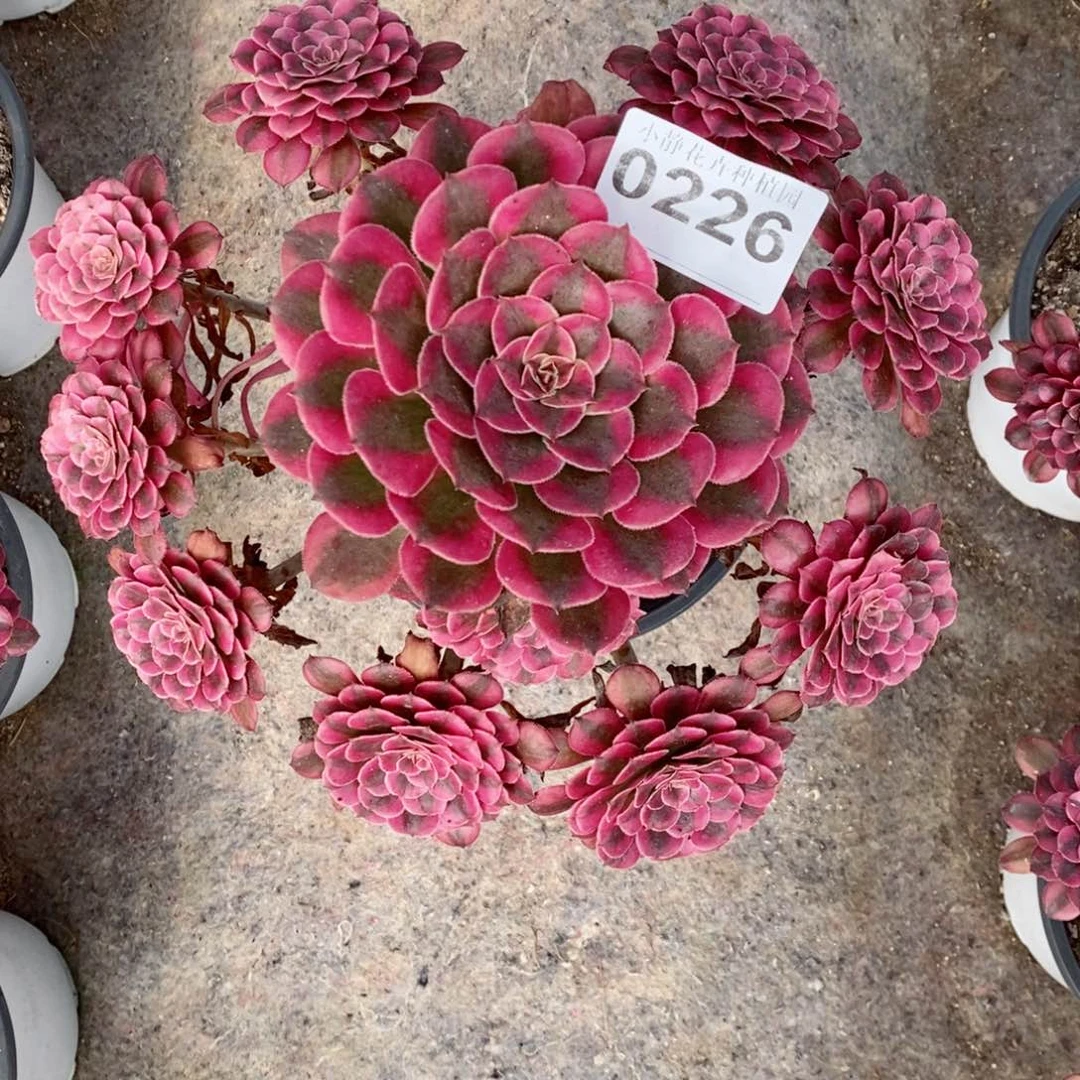 红陶20CM以下 0226红铜白6